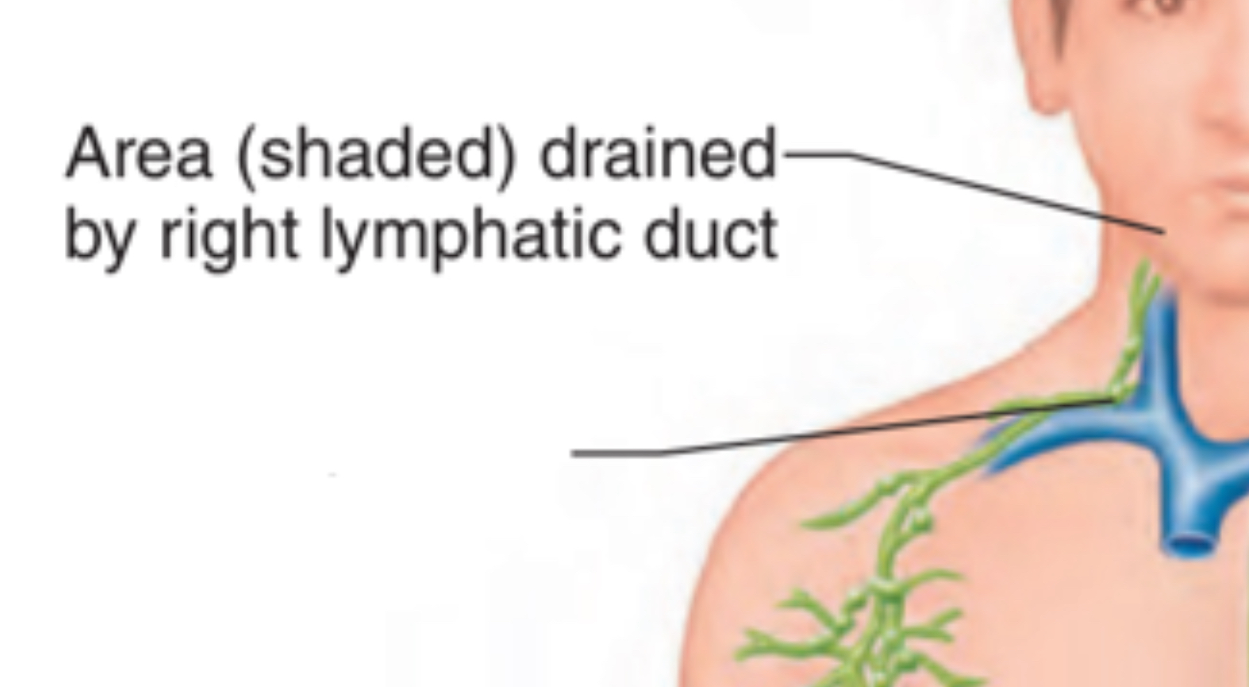 <p>Receives lymph from: the right side of the head/neck + right upper limb + right thorax</p><p>Complies into right subclavian vein</p>