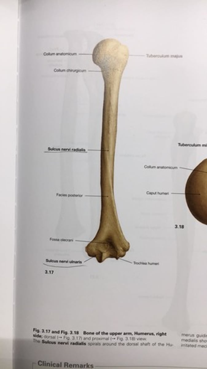 <p>Sulcus nervi ulnaris</p>