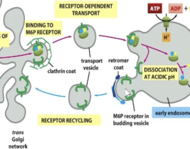 <p>Retromer (a dimeric protein)!</p><p>NOT A mediated by a full protein (cage) coat.</p>