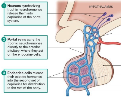<p>major interface between the brain and the endocrine system which is via a portal system</p><ol><li><p>trophic neurohormones are released into the capillaries of the portal system</p></li><li><p>portal veins carry them directly to the ant.pituitary</p></li><li><p>endocrine cells in the ant.pituitary release their peptide hormones into the second set of capillaries for bodily distribution&nbsp;</p></li></ol><p></p>
