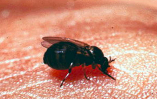 <p>*One pair of haltere(hindwings), one pair of membranous wings *Small, black color *Pest, feed on blood of animals can be deadly if bites too much *Humpback *Larvae are aquatic, disc like suckers</p>