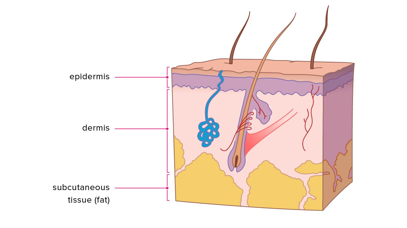 <p>epithelial, dermis, subcutaneous</p>