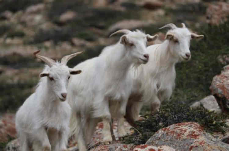 <p>What type of goat is this? And what are their key characteristics?</p>