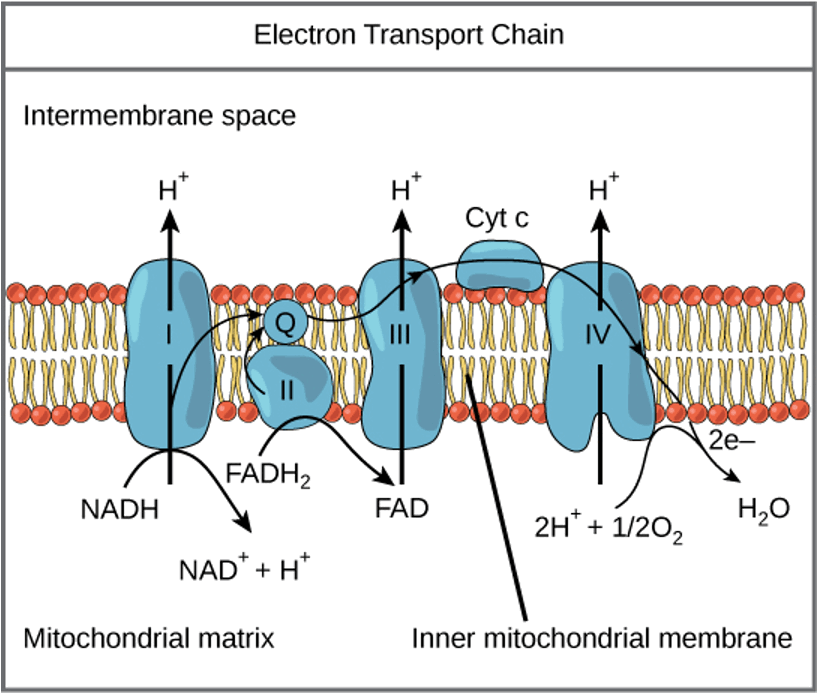 <p>→ series of electron transporters embedded in the inner mitochondrial membrane that shuttle electrons from NADH and FADH2 to molecular oxygen. </p><p></p>
