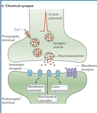 <p>Via neurotransmitter release; unidirectional; regulated</p>