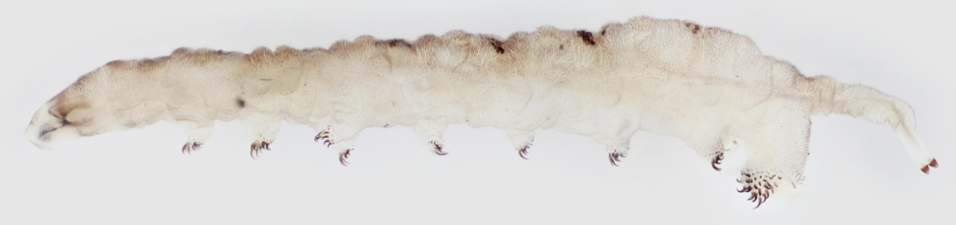 <p>Identify Order, Name ecology and feeding type</p>