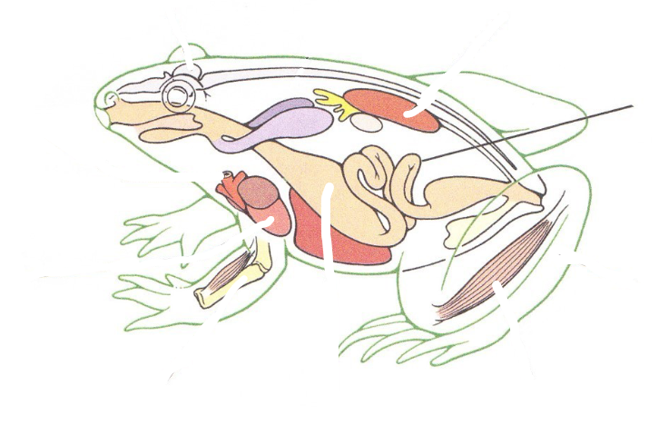 <p>What Vertebrate tissue would be found here?</p>