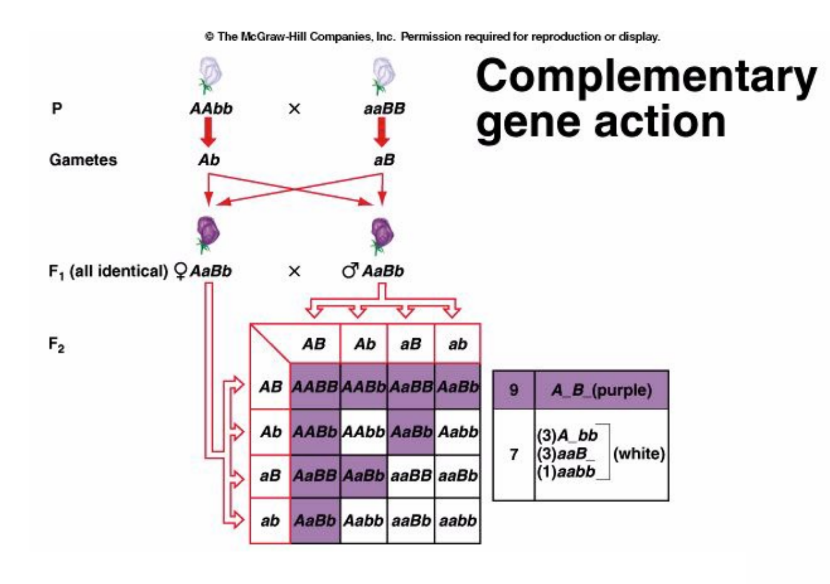 Both sets of genes must be active in order to exhibit the trait.
