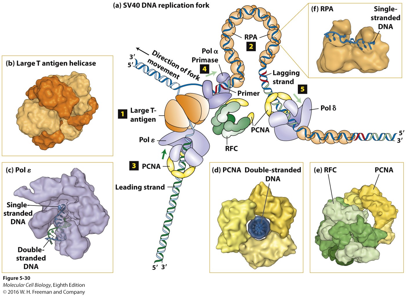 <p>DNA polymerase ε synthesizes leading strand and DNA polymerase δ synthesizes lagging strand. </p>