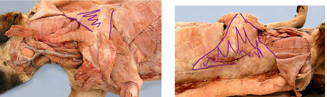<p>Thoracic Limb (Forelimb) <span>Extrinsic Muscles (Attach limb to body)</span></p>