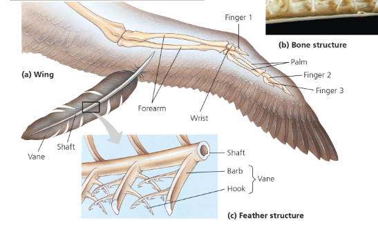 <p>Benefits of flight and feathers</p>