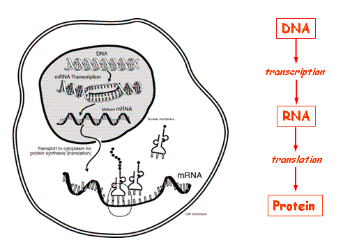 sequence of nucleotides in DNA (processes 1+2) determines sequence of nucleotides in mRNA ( process 3) determines sequence of a.a. in polypeptide