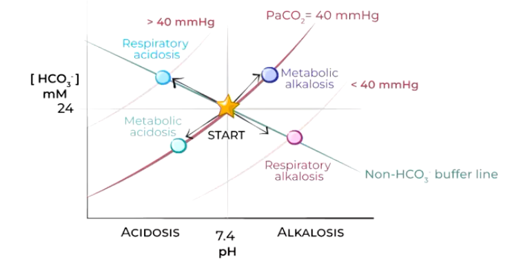 <p>Describe the following acid-base disturbances.</p>