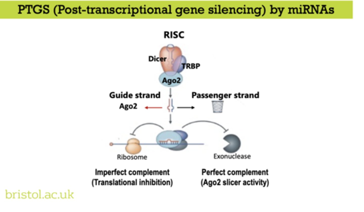 <p>suppresses gene expression after transcription has occurred, primarily by degrading mRNA or blocking its translation</p>
