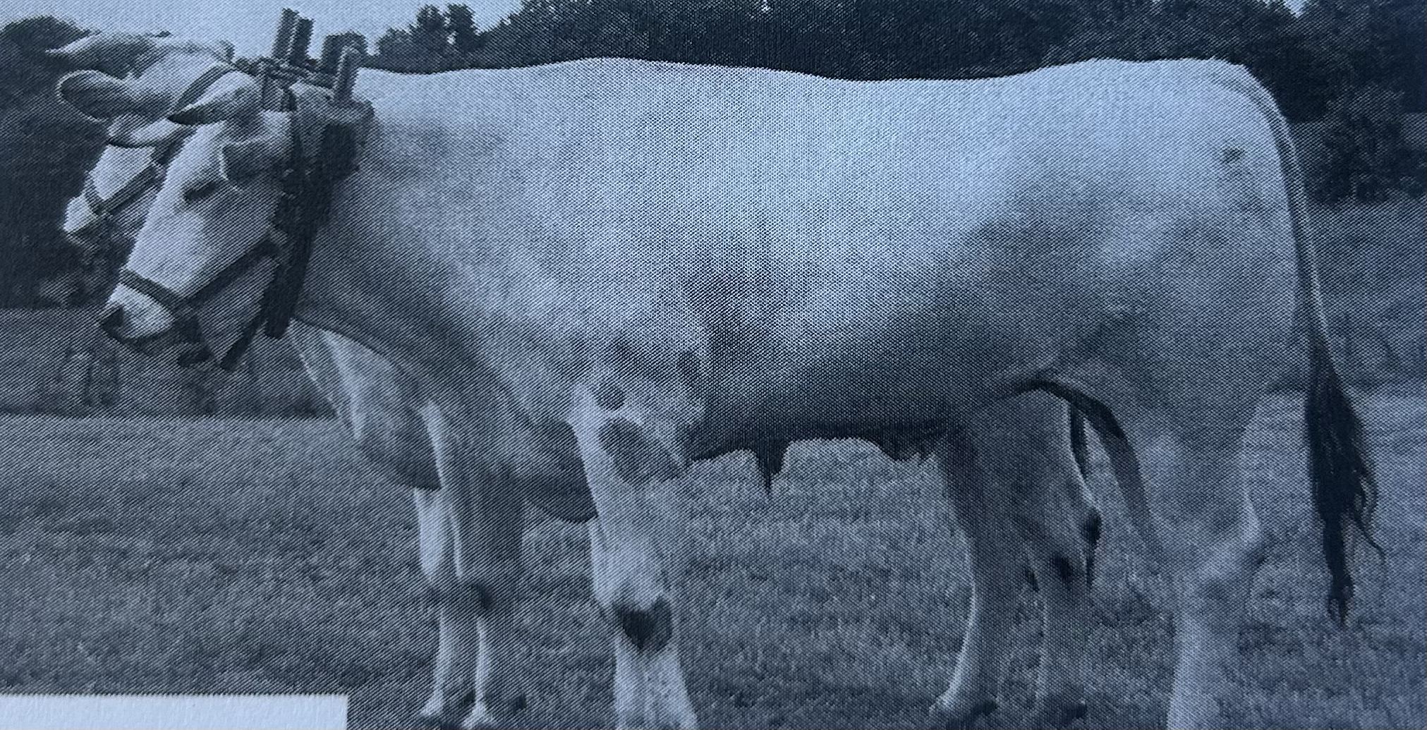 <p>Chianina</p>
