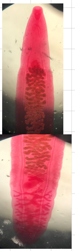 <p><em>Opisthorchis sinensis</em></p><p>DH: dogs, cats, pigs, man</p><p>Organ location: bile ducts, rarely in pancreatic ducts and duodenum</p><p>note: branched testes</p>