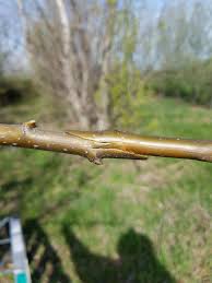 <p>whip grafting</p>