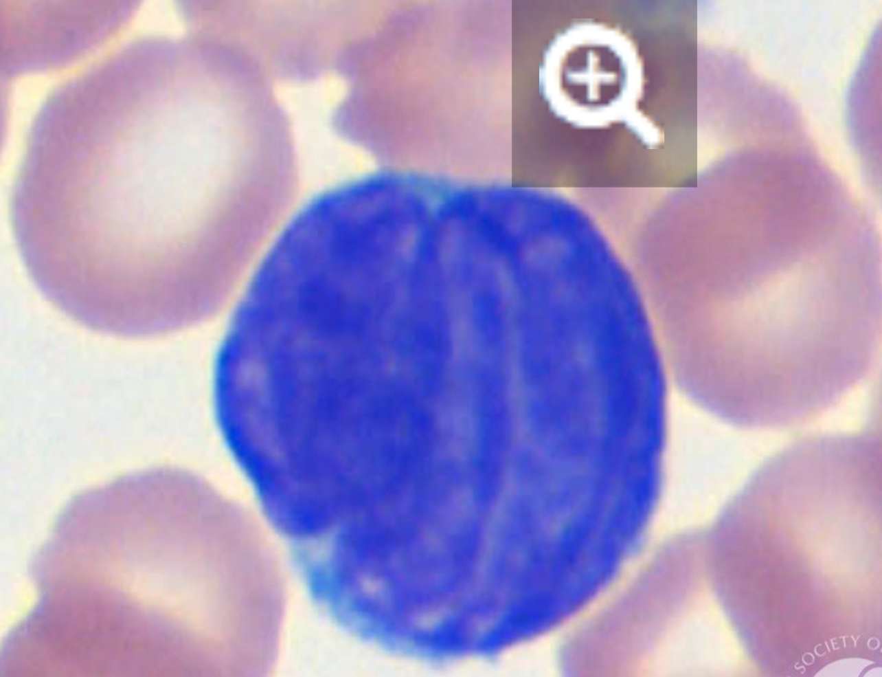 <p>what cell</p>