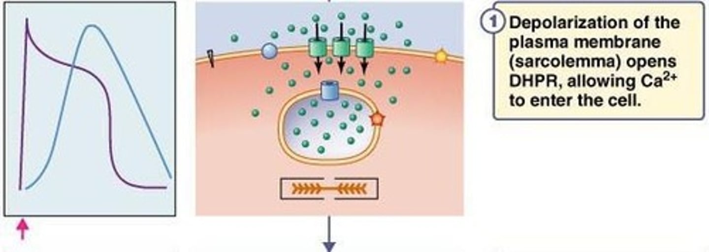 <p>Cation channel activated by hyperpolarization in pacemaker cells.</p>