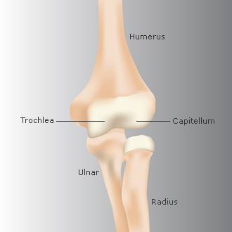<p></p><p>the trochlea of the humerus articulates with the trochlear notch of the ulna.</p>