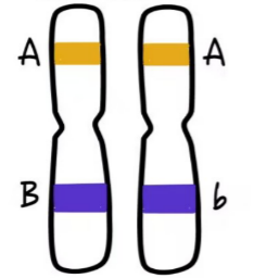 <p>genes in homologous chromosomes are same but have</p>