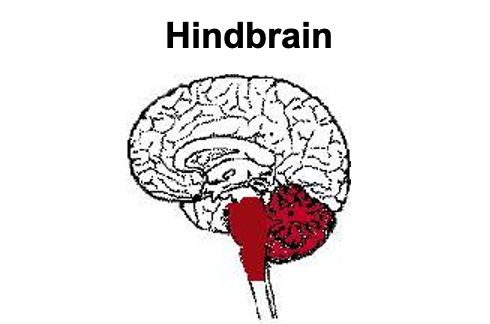 <p>Medulla, pons, cerebellum, and reticular formation </p>