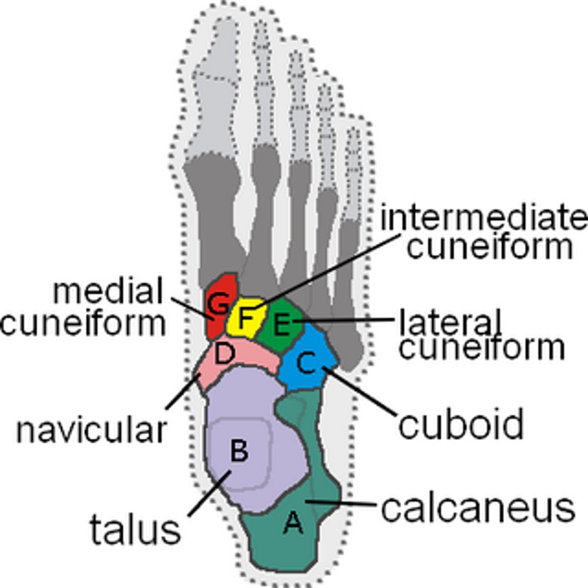 <p>tarsal bone</p>