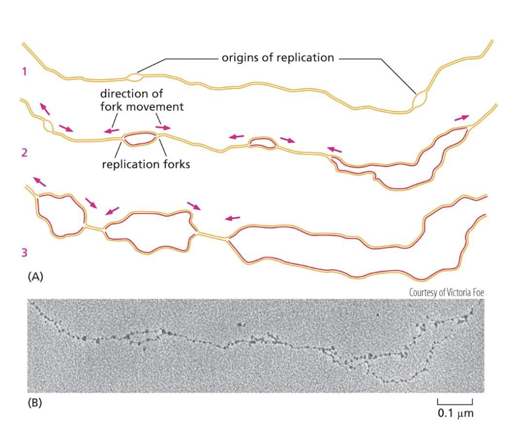 <p>Yes, there are multiple origins of replication on a standard eukaryotic chromosome. </p><p></p><p>That just means that at each point, bidirectional DNA replication occurs. </p>