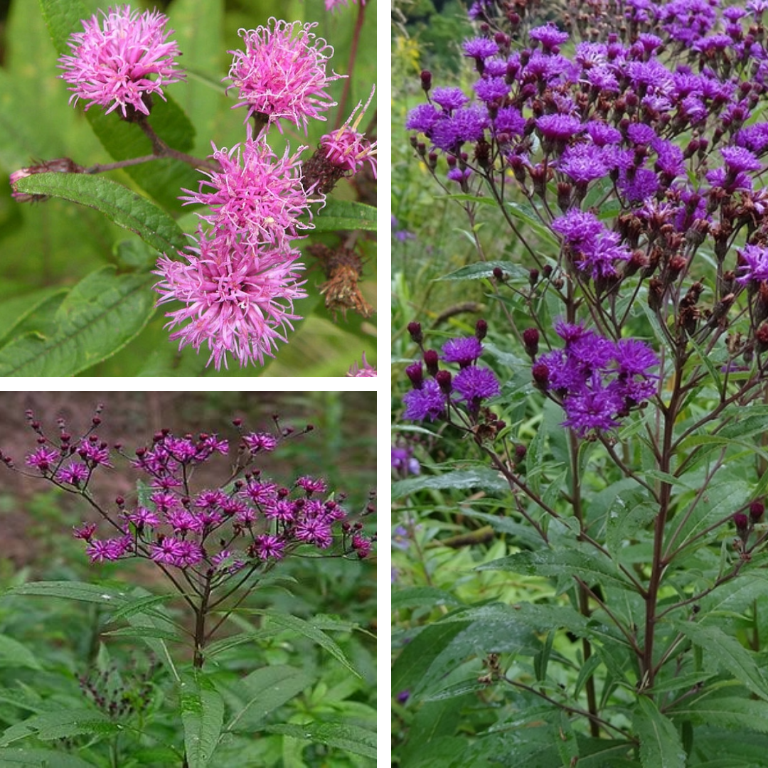 New York Ironweed:

purple discflowers, roughish smooth leaves?, toothed margins, very tall