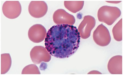 <ul><li><p>account for less than 1 percent of all WBCs</p></li><li><p>They have purplish-black cytoplasmic granules </p></li><li><p>release substances such as </p><ul><li><p>histamine, </p><ul><li><p>promotes inflammation, </p></li></ul></li><li><p>heparin</p><ul><li><p>is an anticoagulant.</p></li></ul></li></ul></li></ul><p></p>