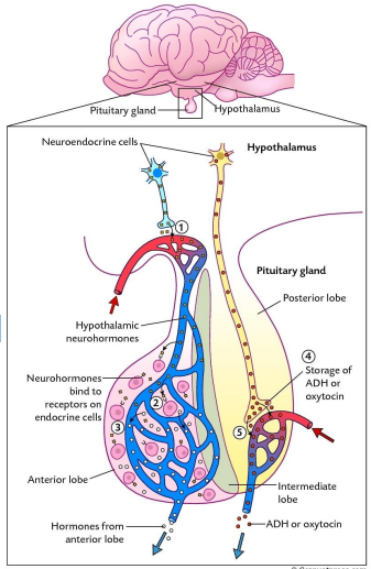 <p>Blood vessels in the brain that connects the hypothalamus with the adenohypophysis</p><p></p><p>It begins at the base of the hypothalamus</p><p></p><p>Arterial blood reaching hypothalamus <strong>branches to capillaries</strong></p><p></p><p>Here joins venous blood and makes small portal vein that pass through the stalk into the <strong>adenohypophysis</strong></p><p></p><p>Here they branch to anterior capillaries which in turn drain into the venous system</p><p></p><p>Adenohypophysis</p><p>1- Neurohormones from the hypothalamus are released to the Hypothalamic-pituitary portal system</p><p>2-Neurohormones bind to receptors on endocrine cells</p><p>3- Regulate their hormonal secretion (releasing or inhibiting)</p>