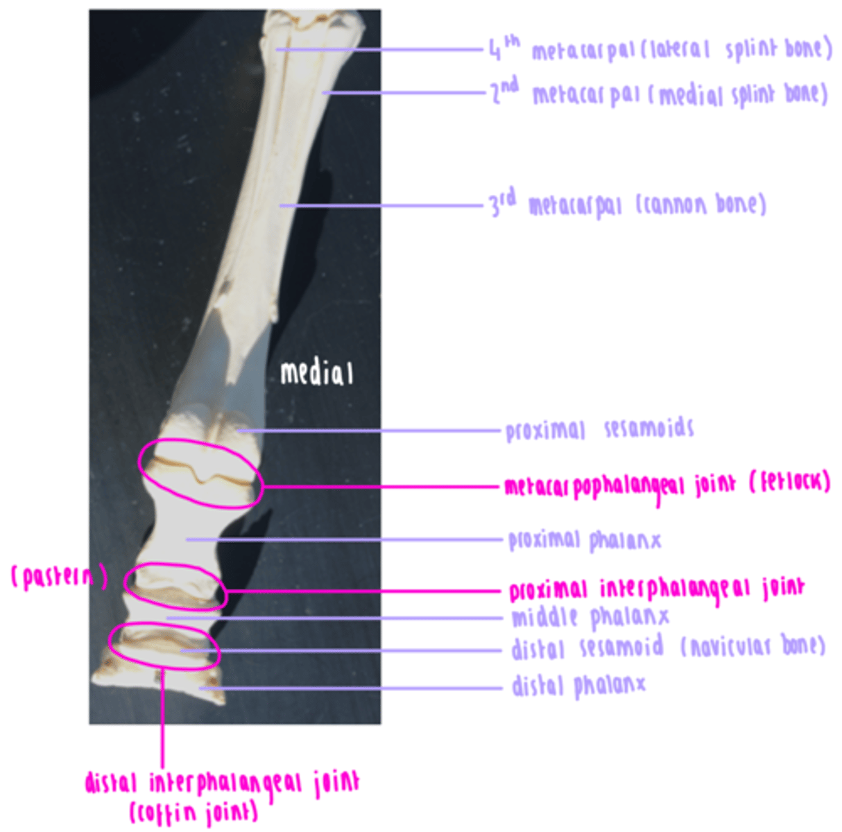<p>Cannon bone: 3rd metacarpal/tarsal bone and condyle of cannon </p><p>Medial splint bone: 2nd metacarpal</p><p>Lateral splint bone: 4th metacarpal and 'button' of splint</p><p>Proximal sesamoids </p><p>Proximal phalanx: long pastern bone</p><p>Middle phalanx: short pastern bone </p><p>Distal sesamoid: navicular bone</p><p>Distal phalanx: coffin bone</p>