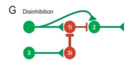 <p>A neuron may receive excitatory and inhibitory inputs but may be silent because the inhibitory input is stronger than the excitatory input. However, if the inhibitory interneuron (G1i) is inhibited by another neuron (G3i) the excitatory input then causes the neuron to fire-disinhibition of neuron 2. Get multiple inputs on one neuron</p>