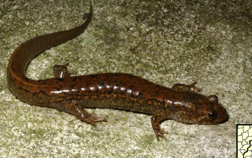 <p>desmognathus quadramaculatus</p>