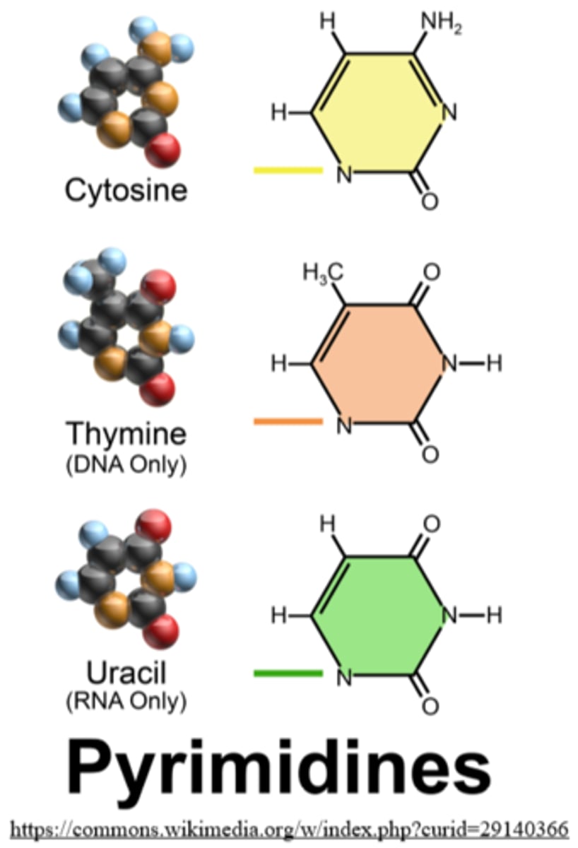 <p>cytosine, thymine, uracil (replaces thymine in RNA)</p>