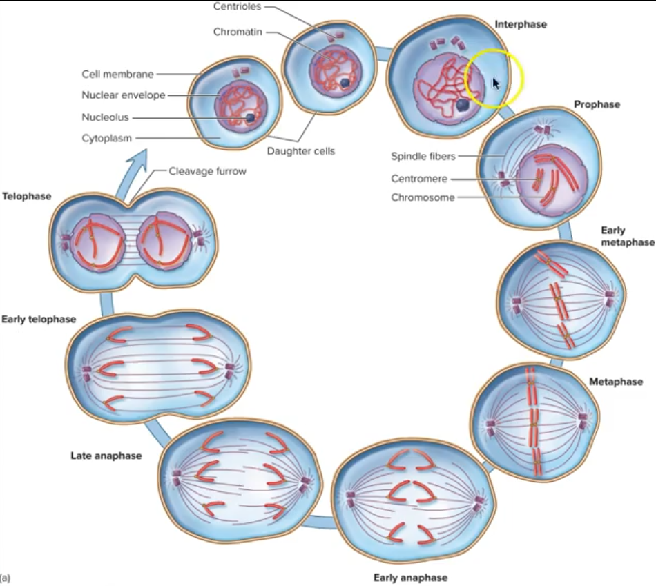 <p>Interphase, Prophase, Metaphase, Anaphase, Telophase</p>