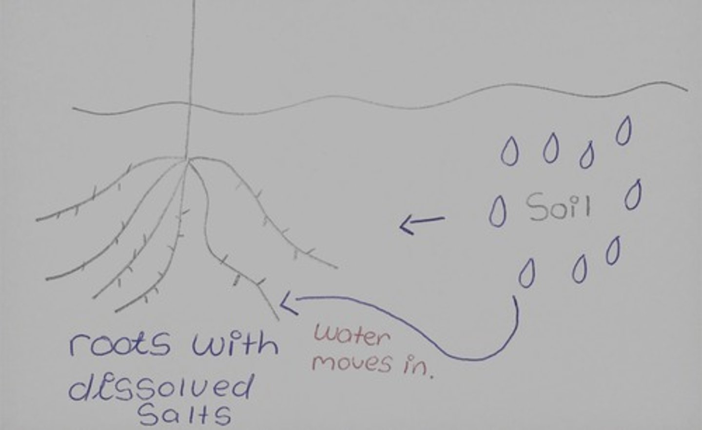 <p>-water moves by osmosis from a dilute solution in the soil to a concentrated solution in the root hair cell</p>