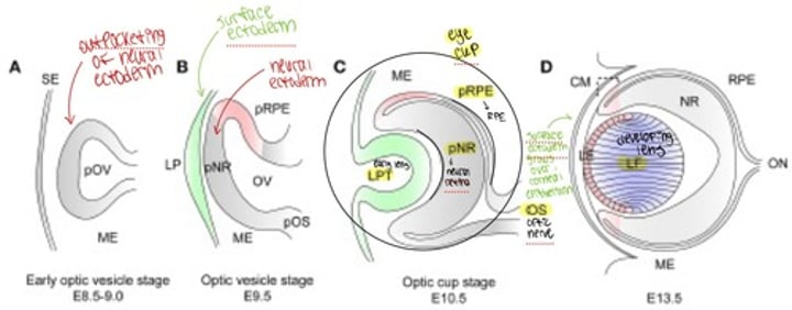 <p>week 4 gestation two optic pits form --&gt; form hollow optic vesicles --&gt; optic stalks --&gt; small vessels penetrate fetal groove and form hyaloid artery and tunica vasculosa lentis --&gt; glial cells form sheath --&gt; adult vestiges are CRA/CRV</p>