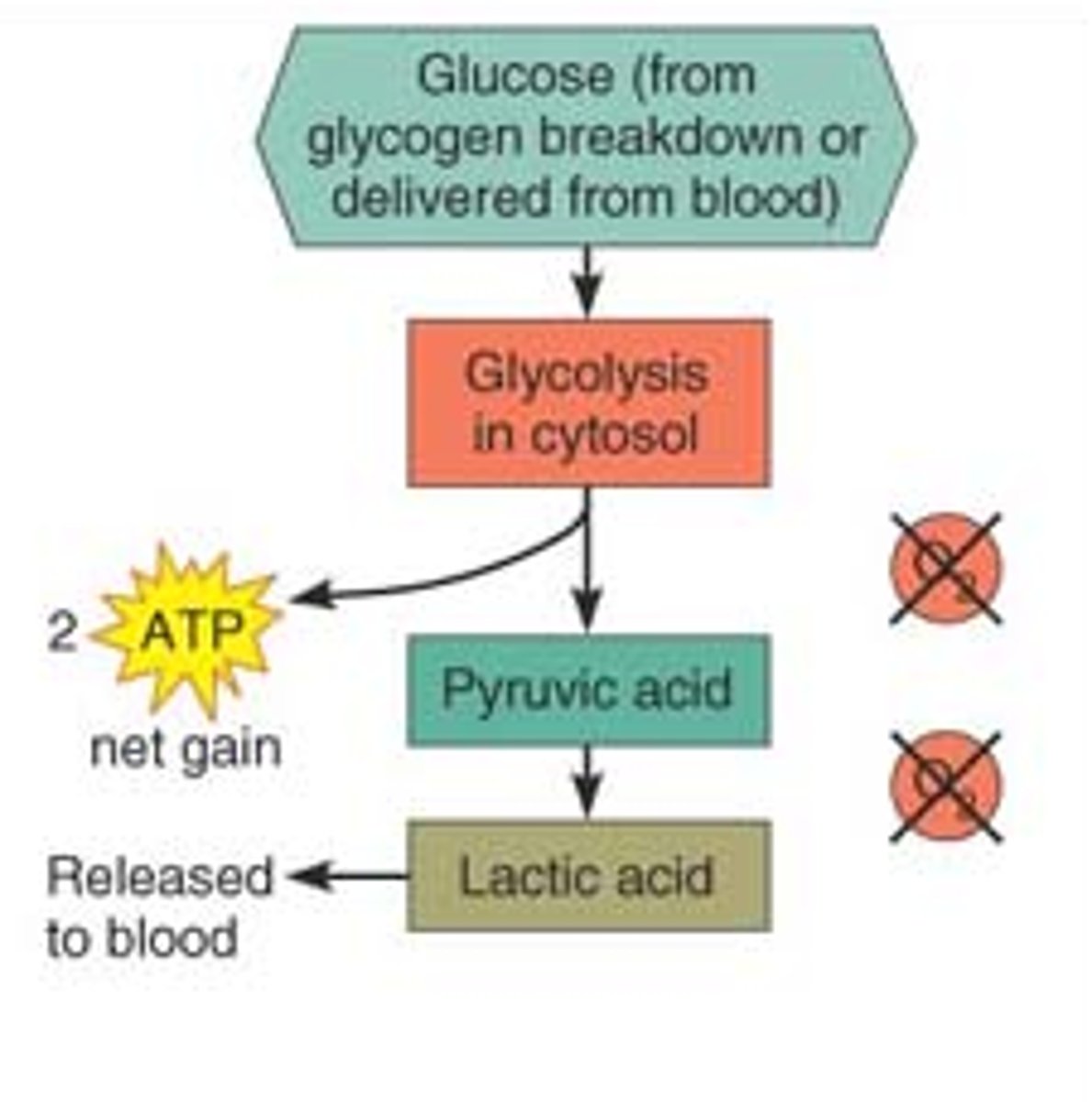 <p>-during vigorous exercise skeletal muscles use anaerobic glycolysis to CONVERT GLUCOSE to LACTATE instead of pyruvate (as in aerobic glycolysis)</p><p>-Lactate produces CRAMPS</p>