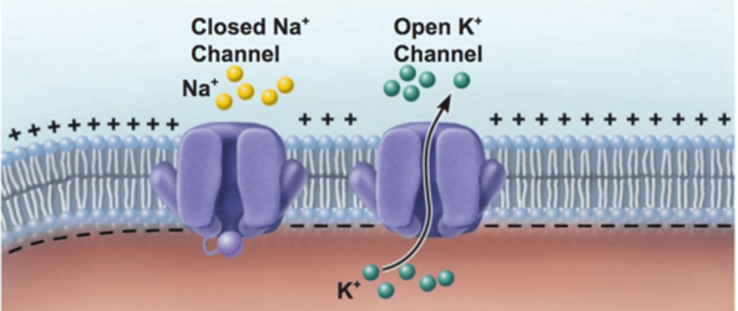<p>A state in muscles that results when sodium channels close and potassium channels open allowing potassium to rush OUT of the cell via facilitated diffusion that causes the membrane to once again become more positive on the outside than the inside</p>