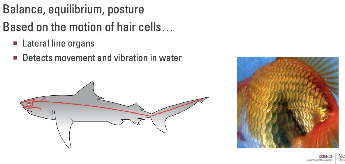<p>Balance, equilibrium, posture</p><p>Based on the motion of hair cells...</p><ul><li><p>Lateral line organs (similar to fish)</p></li><li><p>Detects movement and vibration in water</p></li></ul><p></p>