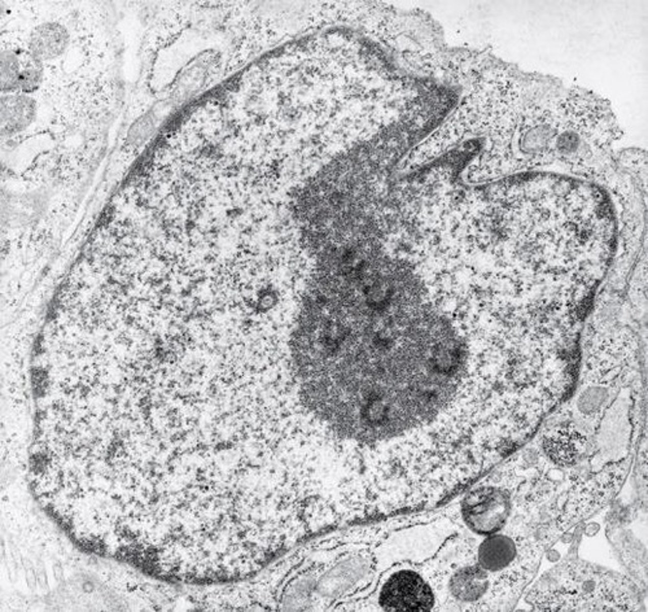 <p>All of a cell's DNA.</p>