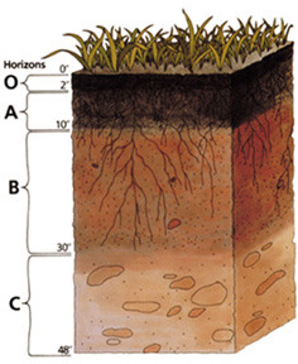 <p>Zone of leaching: dissolved and suspended materials move downward. In-between A and B horizon.</p>