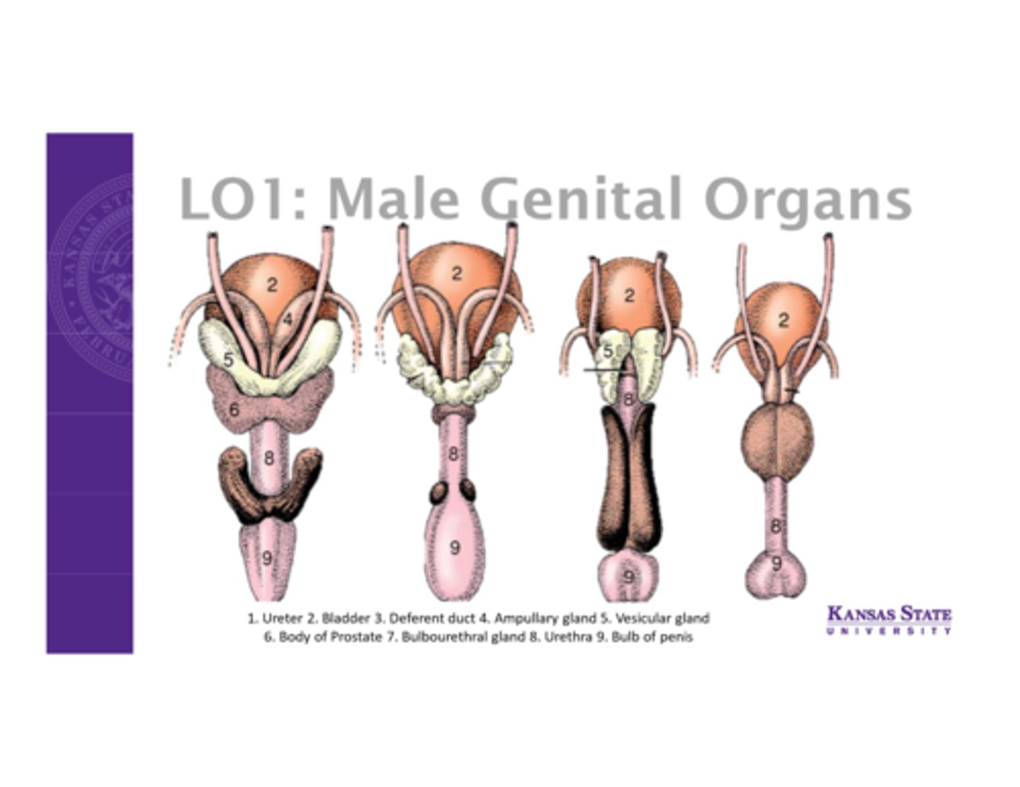 <p>-single gland with two parts</p><p>a.) one part diffusely spread throughout a portion of urethra wall</p><p>b.)second part is external to the urethra, surrounding it from the outside</p><p>- some species have both (dog, cat), while others have one or other</p><p>- very well developed in dogs and cats</p>