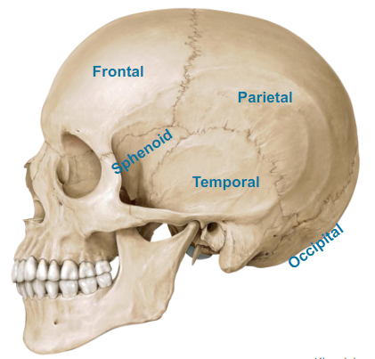 <ul><li><p>Frontal (forehead, frontal bone)</p></li><li><p>Parietal (both back sides of the head, it’s a flat bone)</p></li><li><p>Sphenoid (dont worry)</p></li><li><p>Temporal (near the ears)</p></li><li><p>Occipital (very back of your head)</p></li></ul>