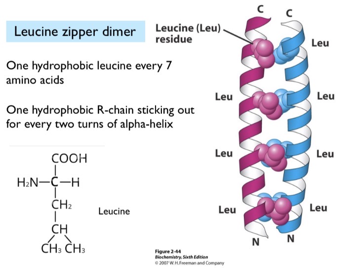 <p>Held together by hydrophobic interactions. One hydrophobic leucine held together every 7 amino acids (two turns).</p>
