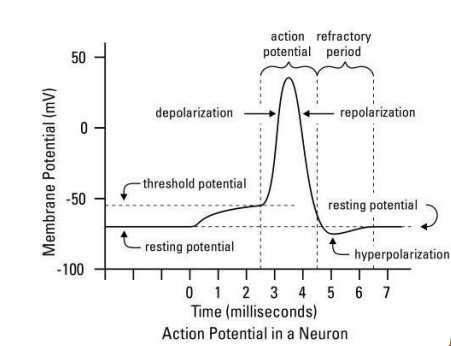 <p>if depolarisation at a certain point reaches a threshold voltage of -55mV (action potential threshold), an action potential in generated</p><p>brief, rapid, large (100mV) change in membrane potential during which potential reverses</p><p>serves as long distance signals (propagates along axon and from neuron to neuron)</p><p>involves voltage gates Na<sup>+ </sup>and K<sup>+</sup> channels</p>