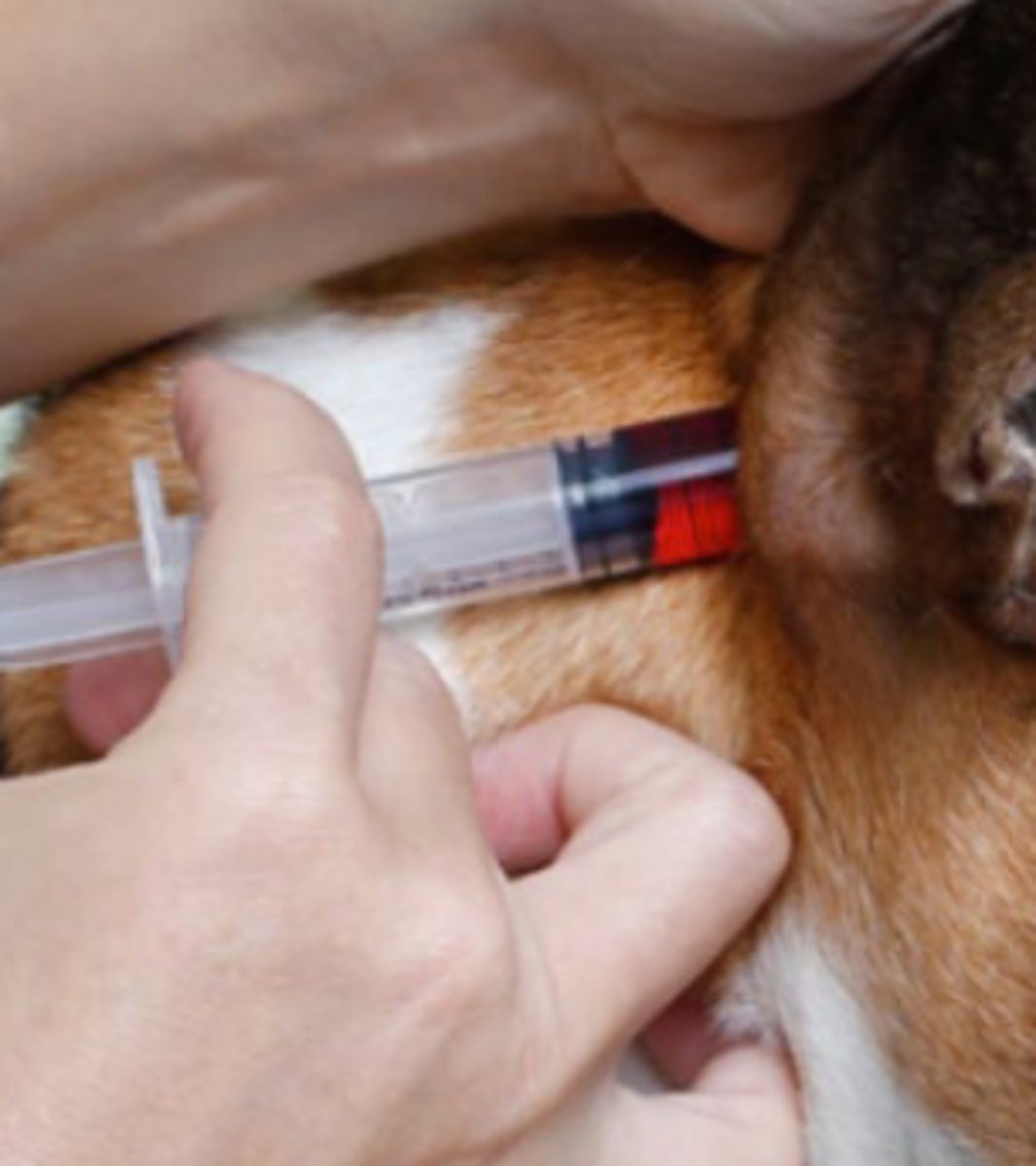 <p>Which type of acupuncture involves injecting liquid solutions like vitamin B12 and saline into acupoints to stimulate them longer than traditional needles?</p>