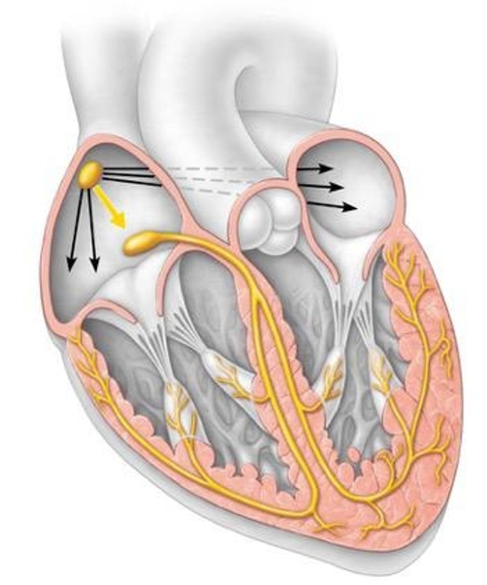 <p>1. Sinoatrial (SA) node, 2. Atrial muscle, 3. Atrioventricular (AV) node, 4. Atrioventricular bundle (Bundle of His), 5. Bundle branches (L &amp; R), 6. Subendocardial branches (Purkinje fibers), 7. Ventricular muscle.</p>