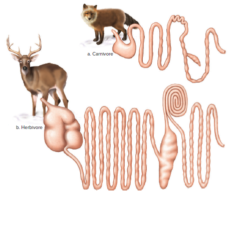 Comparing the digestive tracts of a carnivoreand a ruminant herbivore.